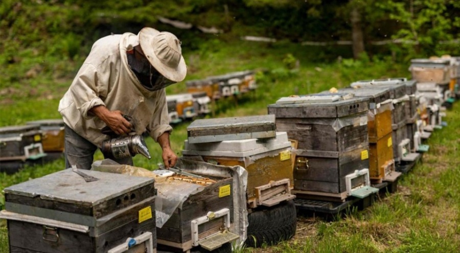 Dünya Arı Günü’nde Anavarza Bal’dan Yaşamsal Çağrı