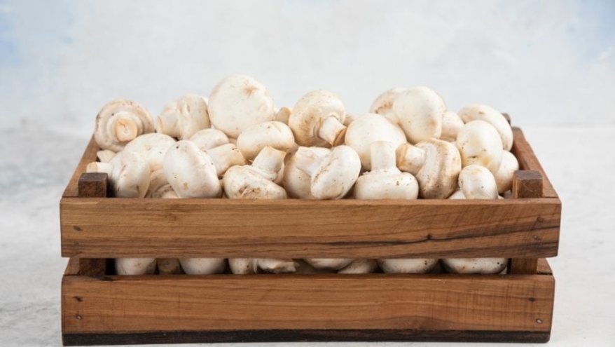 Bursa Keles’te Kültür Mantarı Üretim Tesisi