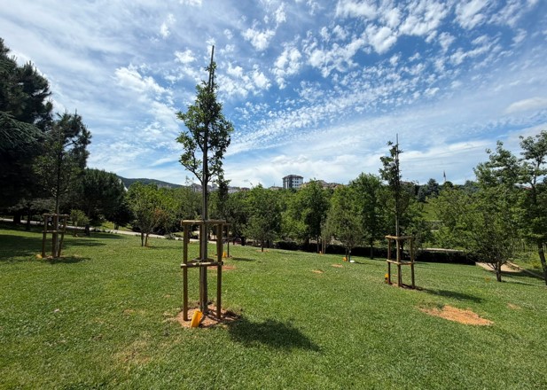 İBB, PARK VE BAHÇELERE MEYVE AĞAÇLARI DİKİYOR