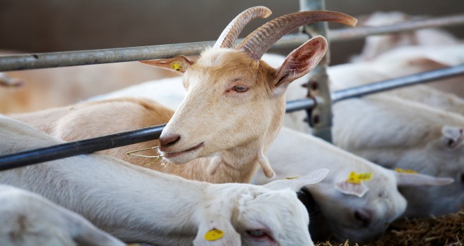Yeni nesil ne yediğini, ne tükettiğini çok iyi biliyor