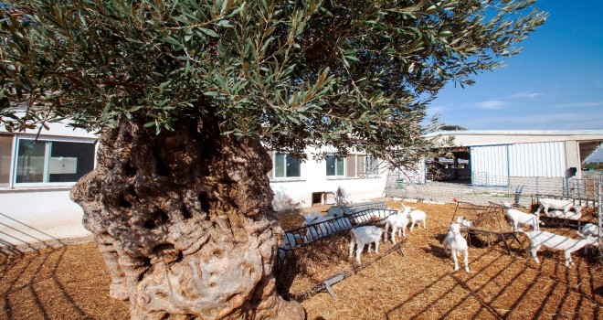 Tarım ve Hayvancılık Sektörünün Yazılımcılara ve Personele ihtiyacı var