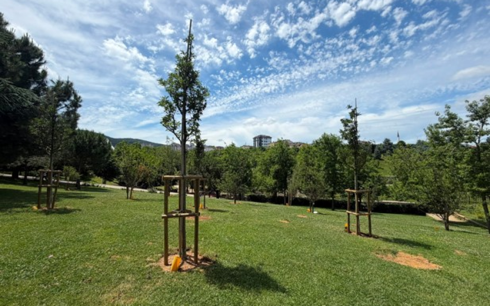 İBB, PARK VE BAHÇELERE MEYVE AĞAÇLARI DİKİYOR